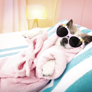 Dog in a pink robe with sunglasses, relaxing on a bed.