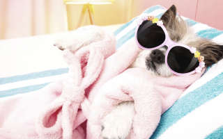 Dog in a pink robe with sunglasses, relaxing on a bed.
